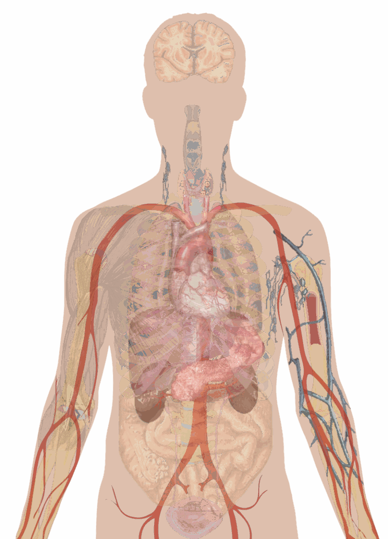Human-body-with-organs